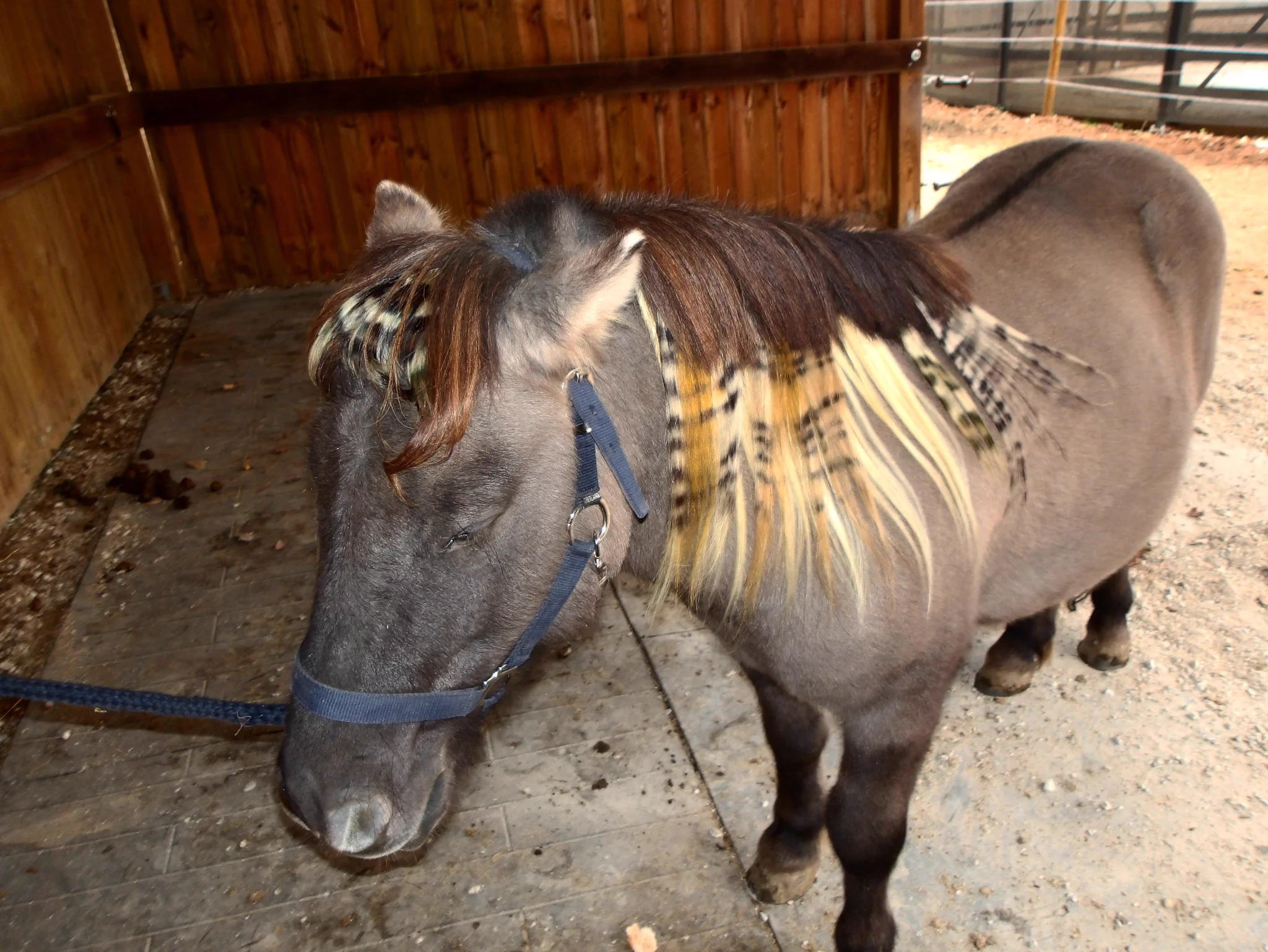 horse on X: 