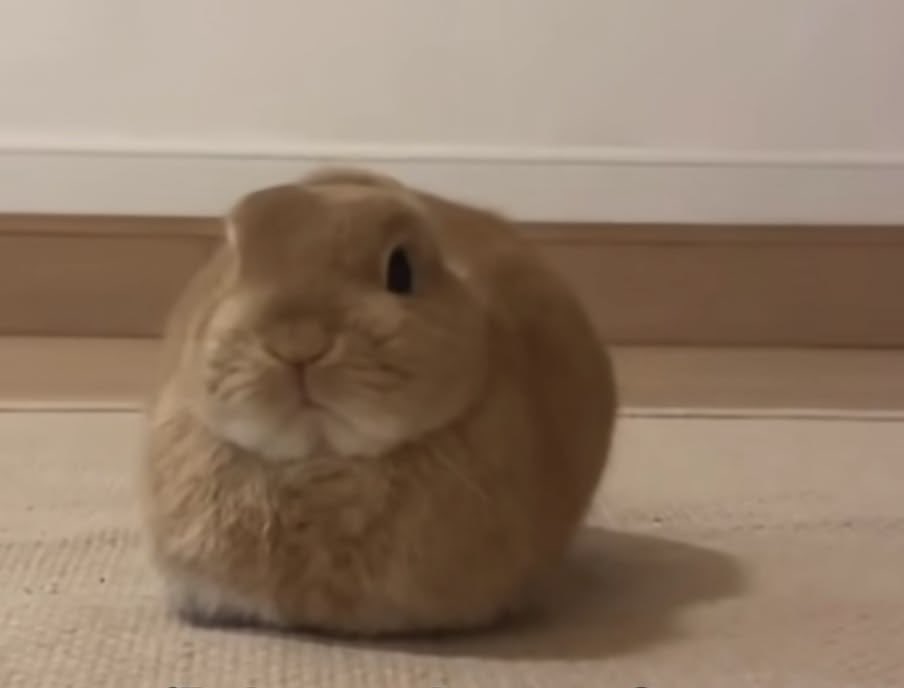Bunnies's tweet photo. https://t.co/87p4SgpPec