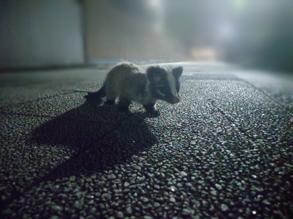 e_ton34's tweet photo. ごめんて、無理なんよ。。。
連れて帰れんのよ。。。
着いてきちゃダメよ。。。
にーにー言ってもダメなんよ。。。
えー、ママどこいったんよ。。。
えー、兄弟も居るの！？ https://t.co/EqiyRH4xSU