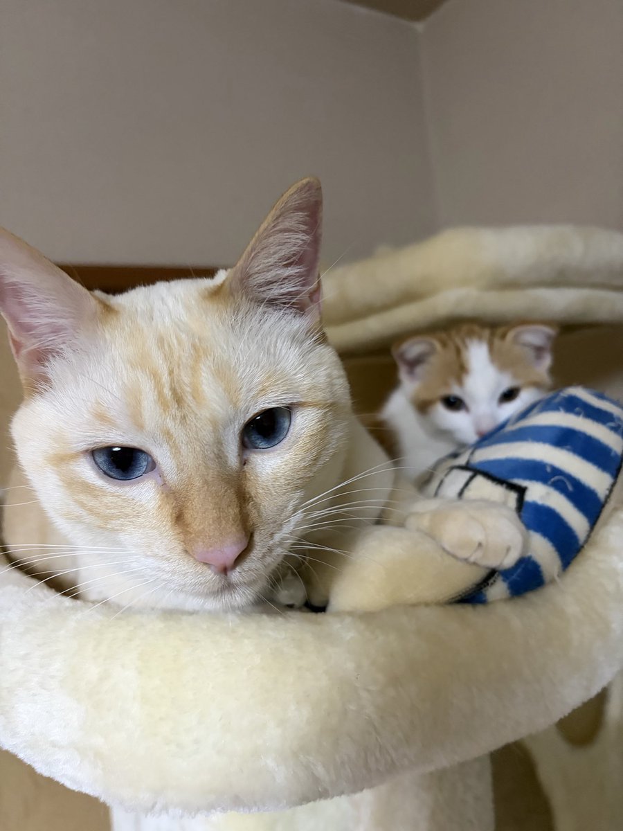 wpk0x's tweet photo. バッチリカメラ目線の先住猫ちゃんと、後ろからひょっこり覗く子猫ちゃん。
青いお目目が本当に綺麗……✨
#愛猫 #猫写真 #キャットタワー #茶白 https://t.co/wPDsv8ETA4