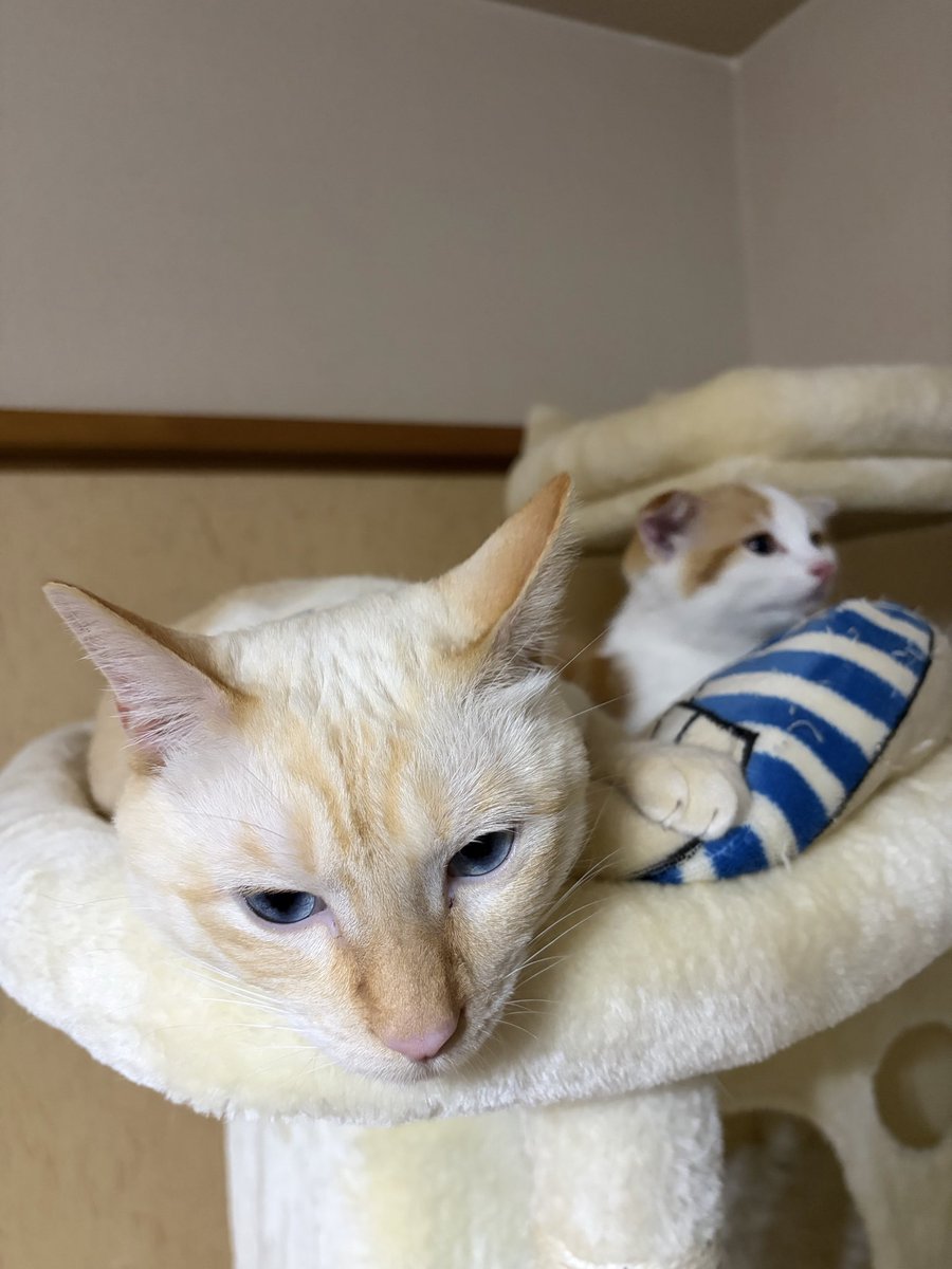 wpk0x's tweet photo. バッチリカメラ目線の先住猫ちゃんと、後ろからひょっこり覗く子猫ちゃん。
青いお目目が本当に綺麗……✨
#愛猫 #猫写真 #キャットタワー #茶白 https://t.co/wPDsv8ETA4