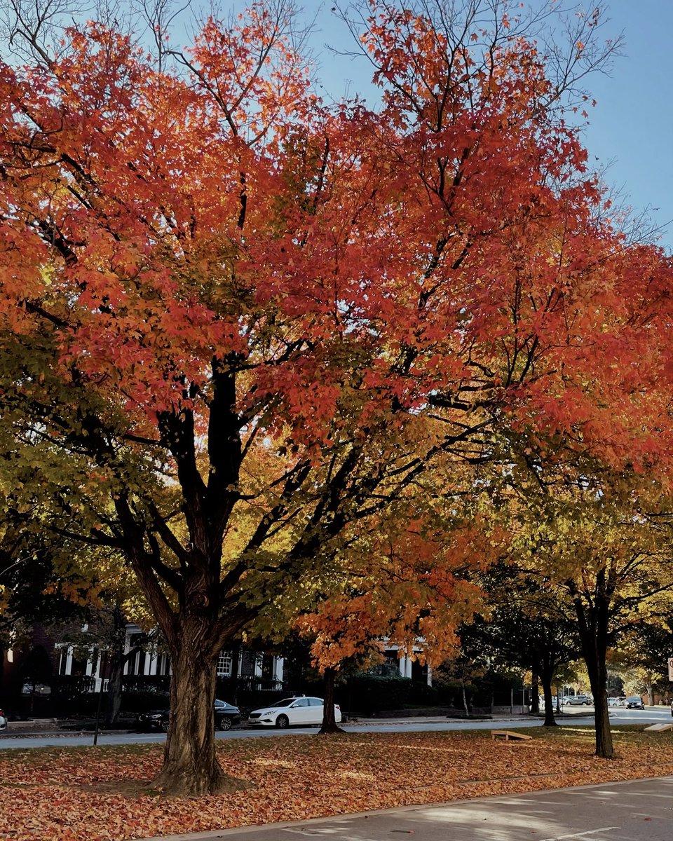 softlyhan_'s tweet photo. trees (: 🍁 https://t.co/JOOD2n5VT9