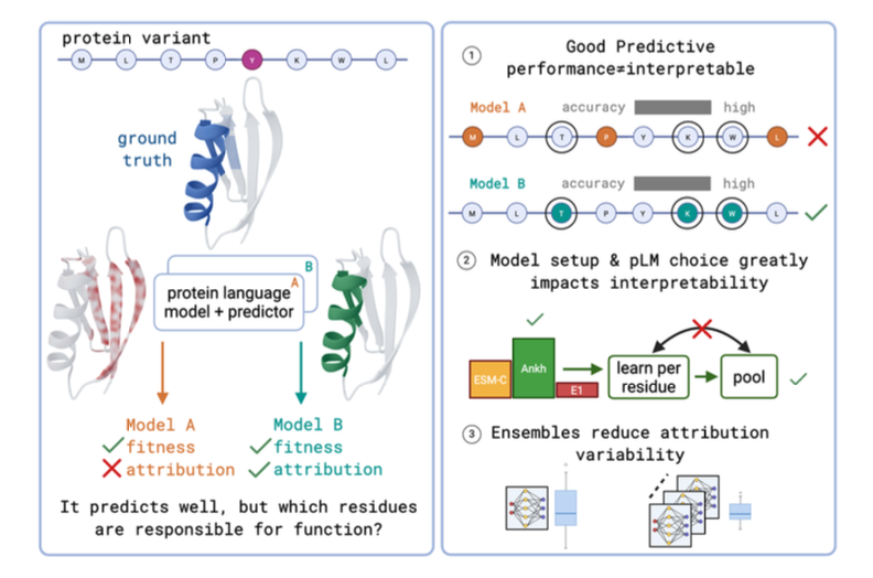 BiologyAIDaily's tweet photo. Do protein representations encode variant function? Diagnosing residue-level protein attributions via embedding-space gradients

1. The paper introduces IGLOO, a benchmarking framework to test whether residue-level attributions (via Integrated Gradients on protein language model embeddings) actually recover functionally important residues, rather than merely producing plausible-looking heatmaps.

2. IGLOO’s core idea is to create synthetic fitness landscapes where per-residue “ground-truth importance” is known, enabling direct scoring of attribution fidelity. It builds 9 protein–landscape settings using 3 proteins (GB1, T4 lysozyme, p53) × 3 landscape types (additive, epistatic, nonlinear “cliff”), and systematically sweeps label noise to decouple accuracy from interpretability.

3. A central finding: predictive accuracy (held-out Spearman correlation on fitness) weakly tracks attribution quality. Models can predict variant fitness well while producing residue attributions that are near-random relative to known important sites—an explicit demonstration of the prediction–explanation fallacy in pLM-based variant effect prediction.

4. The work diagnoses why this happens using cascading parameter randomization: in common “pool-first” architectures (attention pooling on per-residue embeddings before the MLP head), attributions barely change when randomizing most of the predictor head, but collapse when randomizing the pooling layer—showing the pooling module largely determines residue-level attribution patterns.

5. A practical architectural intervention improves attribution: moving learned computation before pooling (“pool-later” via per-residue processing + pooling) substantially strengthens the link between model learning and residue attributions. In one example (GB1 additive), the correlation between attribution quality and predictive accuracy increases dramatically (Pearson r from 0.23 to 0.83).

6. Backbone choice matters for interpretability: across seven pLMs from ESM-C, Profluent E1, and Ankh families, Ankh models yield the most consistent attribution quality across landscapes, and bigger is not always better (Ankh-base can outperform Ankh-large).

7. Intermediate layers can predict “well” but attribute poorly: for Ankh-base, attribution quality collapses when using intermediate hidden states (even when prediction Spearman can reach ~0.6), while final-layer representations give the best attribution. The paper argues this may relate to scaling/normalization properties of intermediate residual streams.

8. Ensembling improves stability of interpretability: averaging attributions across independently seeded predictor heads reduces attribution variance roughly at the expected 1/sqrt(K) rate, making residue-level interpretations more reliable without major added cost.

9. Real-protein case studies mirror synthetic conclusions. On FLIP2 α-amylase splits, the split with best predictive performance does not necessarily yield best recovery of annotated functional categories; pool-later heads outperform pool-first heads for attribution across splits. On TEM-1 β-lactamase datasets, top-attributed sites show partial agreement with known functional residues, and in silico checks (stability and binding proxies) match attribution sign in ~2/3 of tested mutant–ligand combinations.

💻Code: https://t.co/M4UuIoU226
📜Paper: https://t.co/2YJV7dDhCB
#ProteinEngineering #ProteinLanguageModels #Interpretability #IntegratedGradients #DeepLearning #ComputationalBiology #MachineLearning #VariantEffectPrediction