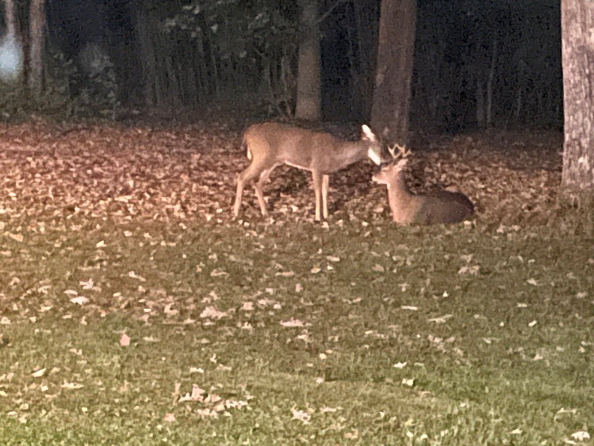 PlotWeaver's tweet photo. I watched two young bucks for half an hour in the yard last night, better than most streaming services.
For the first few minutes the smaller one (“Smalls”) methodically licked the bigger one’s face and neck. Classic grooming: parasites in the hard-to-reach spots plus a little status reinforcement. Bigs was clearly the higher-ranking of the two.
Then not-so-distant coyotes yipped. Both deer bolted and took cover against the house, where anything approaching would have to come from one direction. They stayed tense until the noise faded.
Once they relaxed, the dominance games started. Circling, feints, a couple of antler touches. Smalls actually scored a solid hit; Bigs jumped like he’d been poked and immediately pushed back harder. They locked up a few times.
A fox wandered in (photo from a few nights earlier, same fox, same yard; lighting was too poor for a clean fox pic during this encounter). The bucks didn’t care that adult deer aren’t on the menu. They faced him: tails up, stomping, snorting, side-by-side and ready to charge. The fox wisely left.
After that the sparring got more serious. Bigs used his size to twist and shove until Smalls went down enough times to satisfy both. Hierarchy reasserted, they eventually walked off in the same direction, almost but not quite together.
I love live entertainment.

[Fox and departure photos in comments because I am limited to four images.]