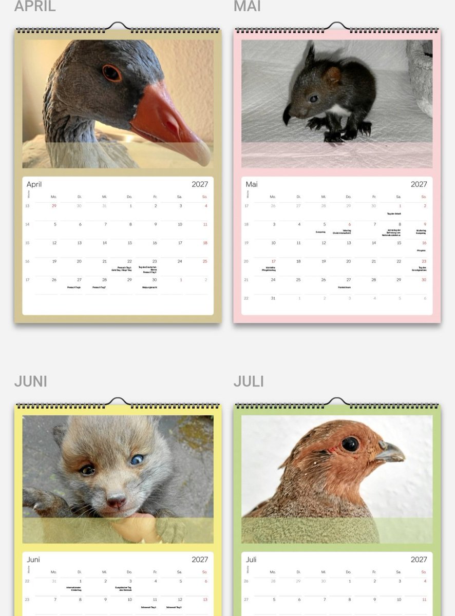 wildtierhilfeKG's tweet photo. Ab sofort könnt ihr den Kalender vorbestellen. 20 Euro pro Kalender, 100% davon geht natürlich straight in die Wildtierhilfe. 
Einfach per Email kurz die Menge angeben, ich melde mich dann Anfang November mit allen Infos:
wildtierhilfe.kg@outlook.de https://t.co/WTgN0l6ZyB