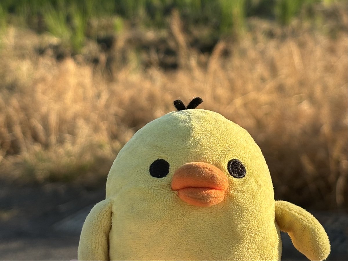 nuichao_o's tweet photo. キトリ、植毛手術をしていました🪡
1.👨🏻‍🦲
2.𝐁𝐞𝐟𝐨𝐫𝐞 
3.𝐀𝐟𝐭𝐞𝐫 https://t.co/p9ElL6xlXm