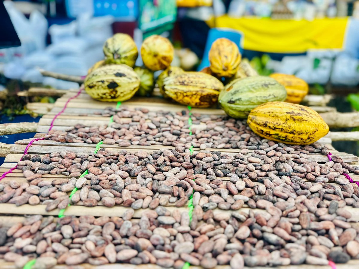 Solidaridad_wa's tweet photo. 1/ This week, @Solidaridad_wa and project participants joined @FAO and Sierra Leone’s Ministry of Agriculture to mark #WorldFoodDay in Magburaka, 21–22 October, under the theme “Innovate Today, Nourish Tomorrow.” https://t.co/Yc4oycdNEH