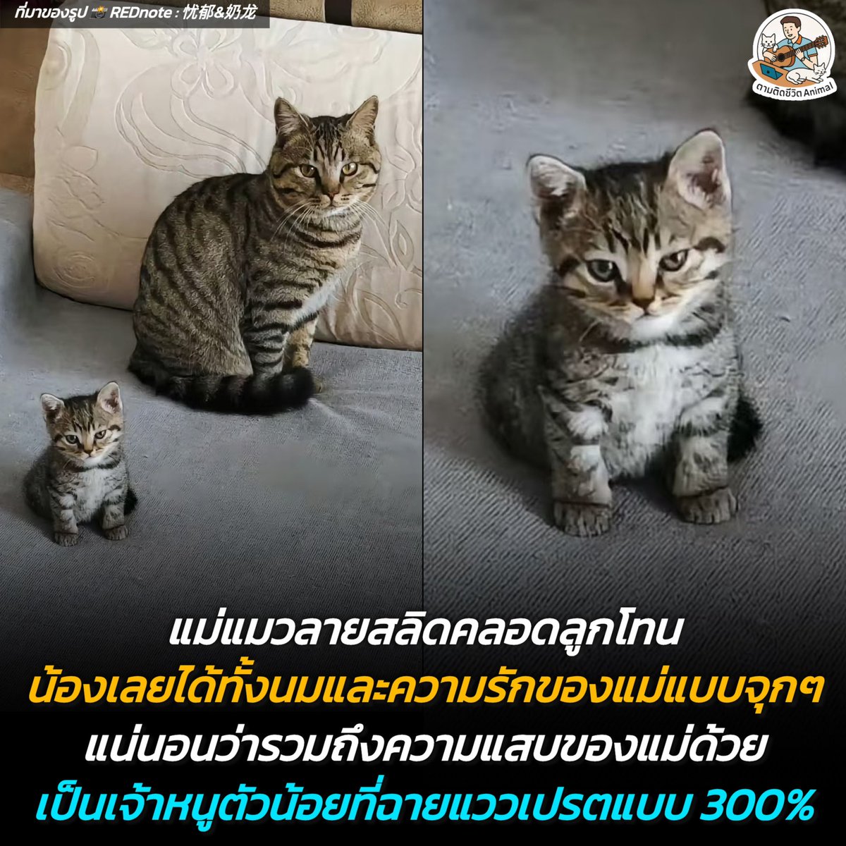 AnimalFW_TH tweet picture