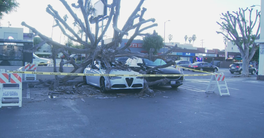 CBSLosAngeles's tweet photo. Tree comes crashing down on car in Smart &amp; Final parking lot in Hollywood https://t.co/Zw9WP8IBIH