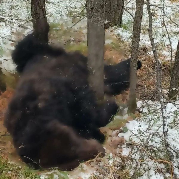 andersen7474's tweet photo. с. Богучаны. Красноярский край.
Чудовищно!!!😱😱😱
Медведь № 2⃣9⃣🐻
Нервничающий из-за путина Медведь, набросился, убил, разорвал и съел 63-летнего сторожа Лесопилки.😞
Медведя ликвидировали. Это уже 8-ая жертва Медведей в Красноярском крае в 26 году.🤦‍♂️ https://t.co/cyvdJ3kY6d