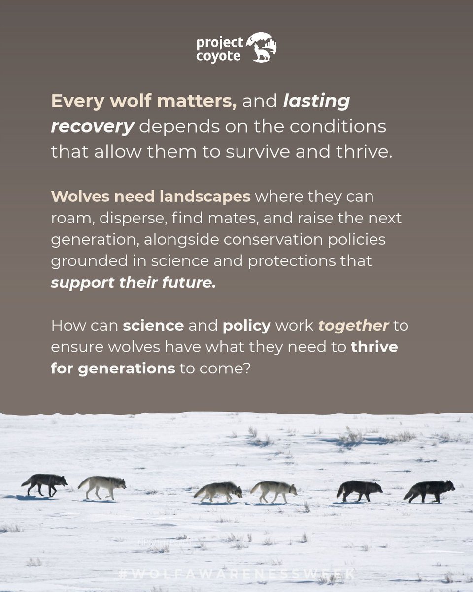 ProjectCoyote's tweet photo. Wolf recovery depends on the bigger picture. 🐺 #WolfAwarenessWeek

💻 JOIN US TODAY for our free webinar, Room to Recover: The Science &amp; Policy of Wolf Survival: https://t.co/UoUAgGWmXt https://t.co/L8SPA3NdRA