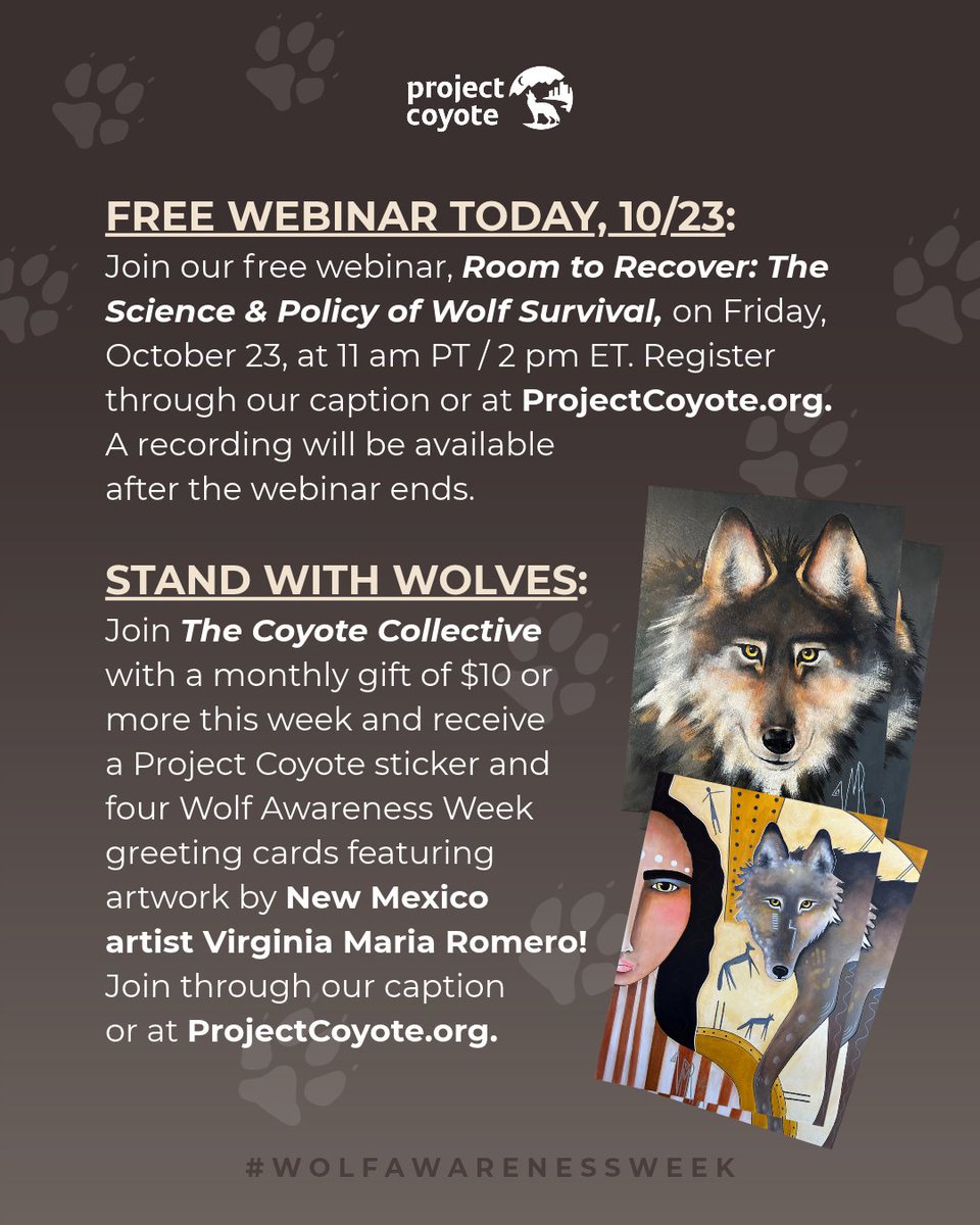 ProjectCoyote's tweet photo. Wolf recovery depends on the bigger picture. 🐺 #WolfAwarenessWeek

💻 JOIN US TODAY for our free webinar, Room to Recover: The Science &amp; Policy of Wolf Survival: https://t.co/UoUAgGWmXt https://t.co/L8SPA3NdRA