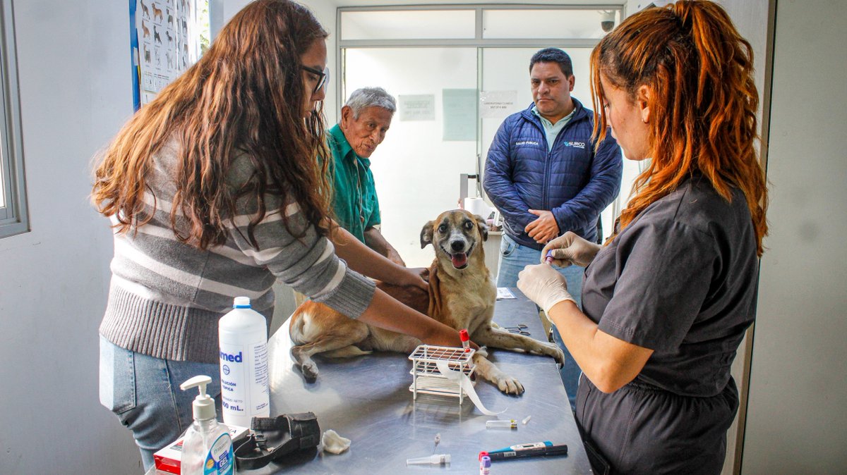 TechitoBruce's tweet photo. 🐾❤️ Vecinos, en Surco seguimos comprometidos con la protección y el cuidado de nuestros animales.

Gracias a una alerta vecinal, nuestra Brigada de Rescate y Bienestar Animal intervino para atender a Sky y Rainbow, dos perritas que se encontraban en condiciones inadecuadas, bajo peso y problemas de salud.

Ahora ambas reciben atención veterinaria en SurcoPet y, una vez recuperadas, buscaremos familias responsables que les brinden el hogar y cariño que merecen. 🐶

#SurcoSigueMejorando #CarlosBruce #TechitoBruce