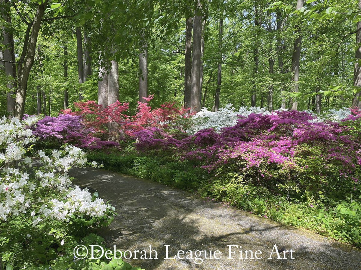 DeborahLeagueFA's tweet photo. A woodland path winds through waves of pink, purple, magenta & white azaleas at Winterthur in Delaware.  A beautiful celebration of spring in full bloom!

Discover this garden artwork here - https://t.co/RCeYJYji3f

#Azaleas #Winterthur #GardenArt #ayearforart #buyintoart #wallart #homedecor #landscapeart #springflowers