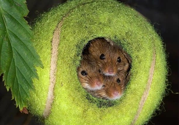sealulu_'s tweet photo. obsessed lately with old tennisballs being turned into homes for mice https://t.co/8uNaFTthie