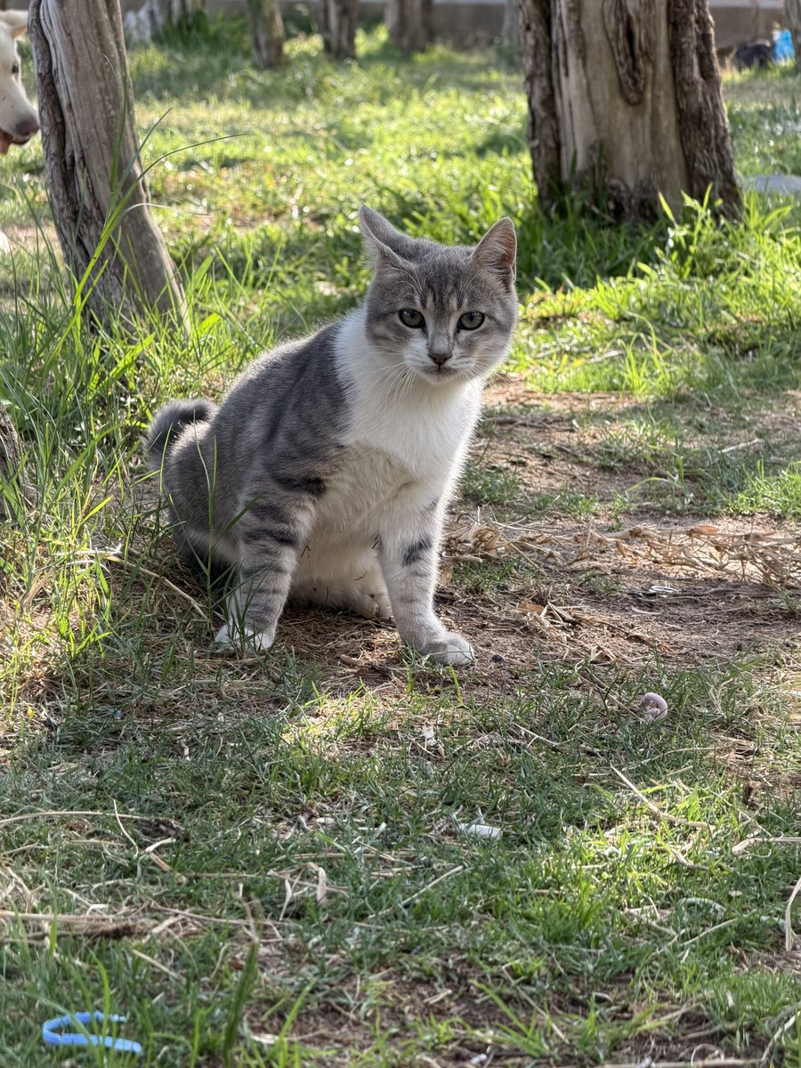 Earth__St4r's tweet photo. 🪽🤍🐈 https://t.co/V7Uq7yhFgq