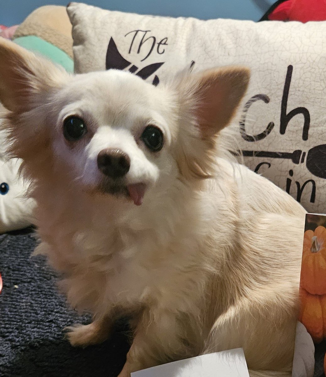 paco5775's tweet photo. Flashback Friday 🥰 #dogsoftwitter #AdorableAnna #ForeverLoved https://t.co/KxXfMQuVQV