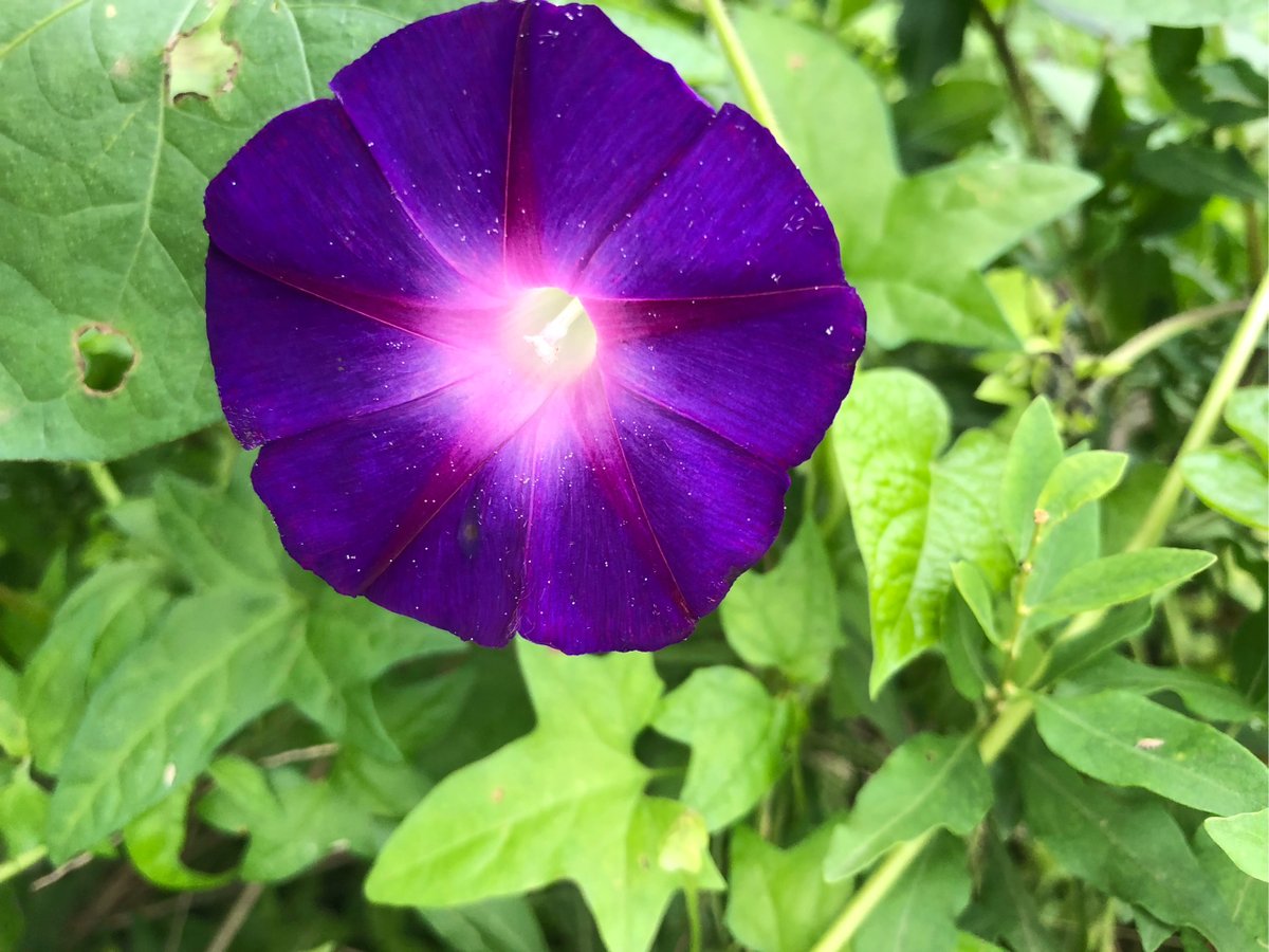 purimido's tweet photo. 鞍紫の花が波間に揺れる、秋の静かな海辺。 https://t.co/0bdww9J7fy