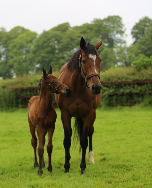 FrankelWatch13's tweet photo. ENTRUST and mum ENABLE 

It is absolutely brillant to see that ENTRUST won on his debut. His mum was an absolute favourite of mine. I loved cheering her. Made my day.

Photo courtesy of Juddmonte Farms. https://t.co/wnsJ11apoW