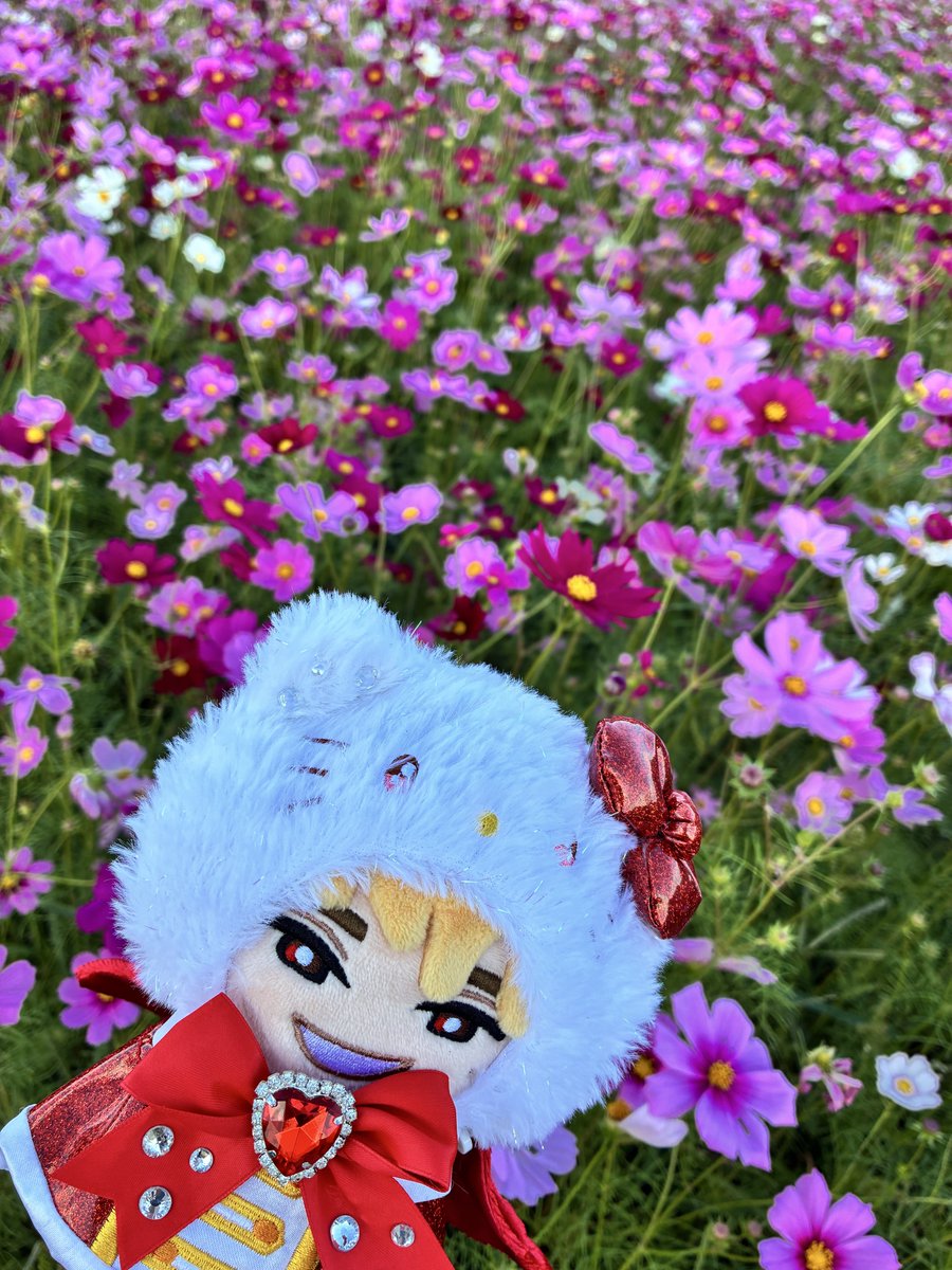 Jemomoje81's tweet photo. コスモスだよ、ジェシーくん https://t.co/vchpMEyT8b