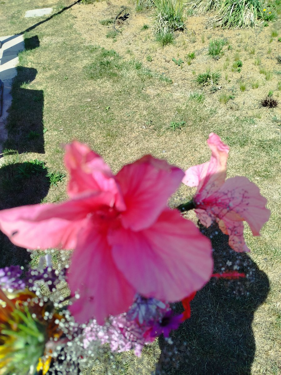 gaspareyccR's tweet photo. No te las pude dar pero en ellas está todo mi cariño, se que sabes que no tengo dinero para comprarlas entonces las recogí y arregle yo mismo. Teamo Ahilyn. Contigo aprendí que el que quiere puede mientras exista amor https://t.co/rFHEyo3eRm
