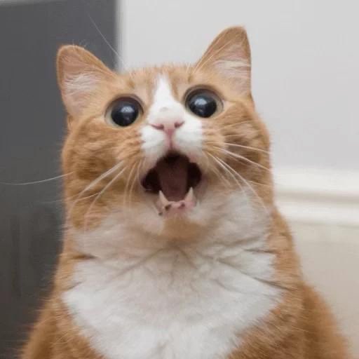 danz_zgl's tweet photo. First coin. First experiment. 🐱

Meet ZERO IQ ($ZIQ).

No roadmap. No promises. Just a cat with zero brain cells.

Built on Solana. Live on https://t.co/irSsGZm3Ds.

https://t.co/9kNiRsb5ba

Created by me. More memes coming.

#Solana #Memecoin #ZIQ https://t.co/I8nRK3aayp