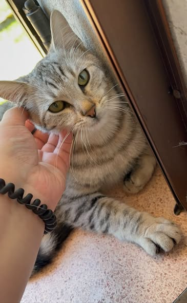 OipaTreviso's tweet photo. #24ottobre #sos #adozione #gatto info #preaffido👉https://t.co/vWRICByLB3 #Treviso #cercacasa #cercafamiglia #protezioneanimali #catstagram #gatti #Veneto #catoftheday #help #AdoptDontShop #AnimalRescue #CatsLover #emergenza #CatsAreFamily #CatsOnX #kittens #pets #kitten #miao https://t.co/3B5huYhvil