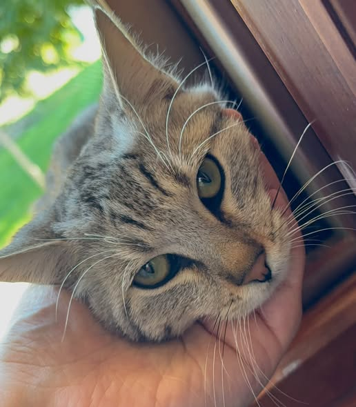 OipaTreviso's tweet photo. #24ottobre #sos #adozione #gatto info #preaffido👉https://t.co/vWRICByLB3 #Treviso #cercacasa #cercafamiglia #protezioneanimali #catstagram #gatti #Veneto #catoftheday #help #AdoptDontShop #AnimalRescue #CatsLover #emergenza #CatsAreFamily #CatsOnX #kittens #pets #kitten #miao https://t.co/3B5huYhvil