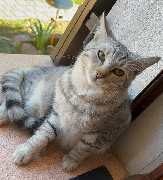 OipaTreviso's tweet photo. #24ottobre #sos #adozione #gatto info #preaffido👉https://t.co/vWRICByLB3 #Treviso #cercacasa #cercafamiglia #protezioneanimali #catstagram #gatti #Veneto #catoftheday #help #AdoptDontShop #AnimalRescue #CatsLover #emergenza #CatsAreFamily #CatsOnX #kittens #pets #kitten #miao https://t.co/3B5huYhvil