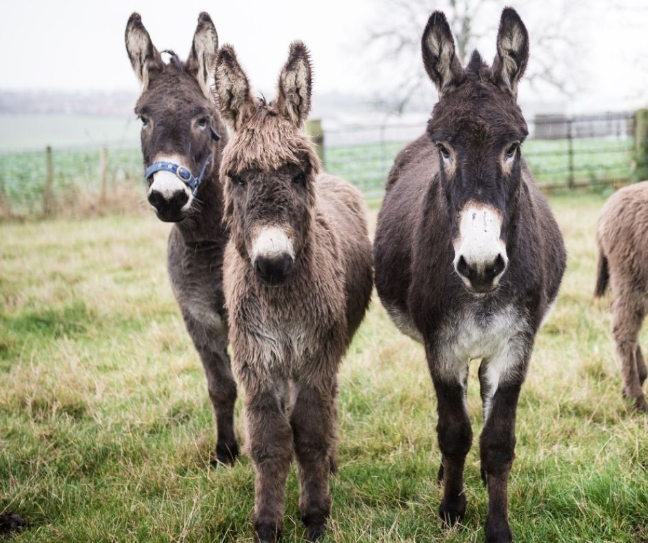 Network4Animals's tweet photo. 📰🫏An estimated six million donkeys are slaughtered worldwide each year to supply the trade in ejiao, a traditional Chinese product made from gelatin extracted from donkey skins. Scientists are warning about extinction risks. 

👉 Read more: https://t.co/HyEh4znPcq https://t.co/eFBiFzQ4QG