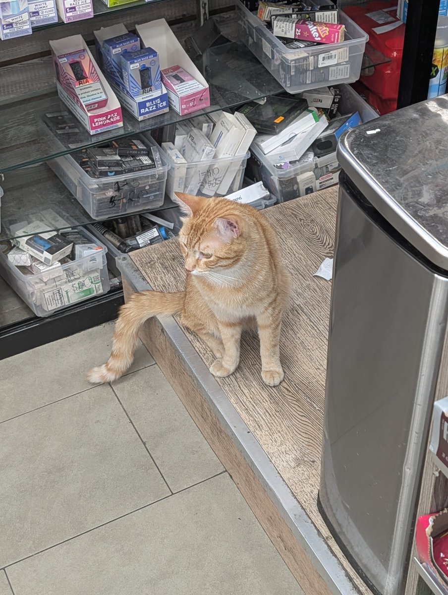 ThatRayven's tweet photo. This cat squeaked https://t.co/ndOapM2fFJ