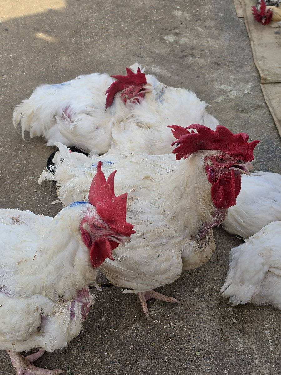 Victorokeke_'s tweet photo. Chickens can't sweat when they're hot. Instead, they pump warm blood into the red combs and wattles on their heads. The air cools the blood as it flows through. https://t.co/fgUWSdXj2k