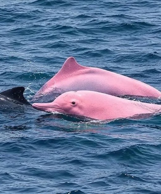 dailyleyl's tweet photo. Pembe yunusları yok saymayanlara 66 yıl iyi şans https://t.co/MwoLljpPFy