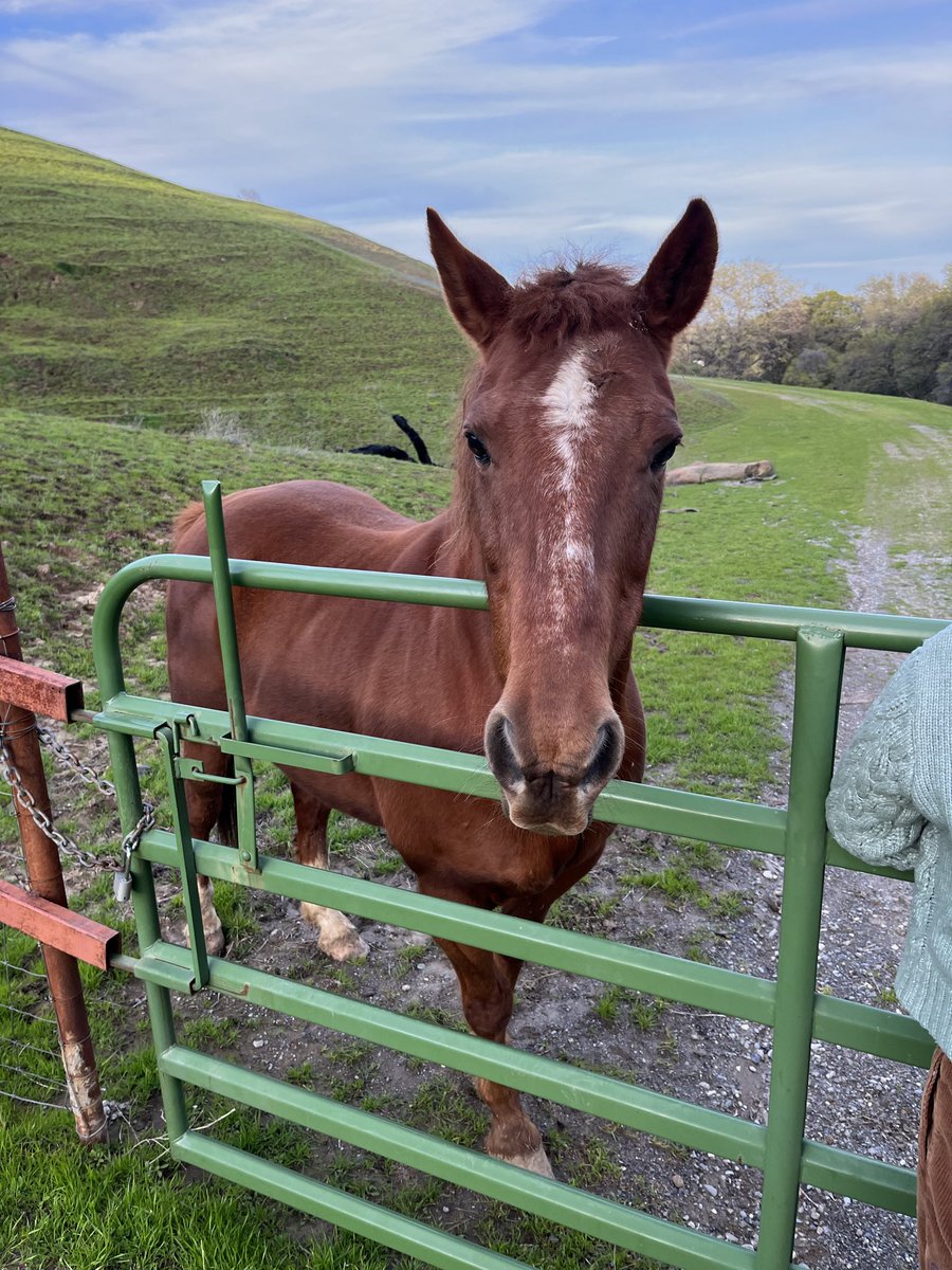 hades_blado's tweet photo. @jeffreyweichsel Oh my, that’s such a great community member! I hope I have a place to raise donkeys and horses.

Haha, we used to have one special community horse, Hercules, when I lived in a ranch. He is a manager of the cattle, haha https://t.co/ZB1ScSAkzu
