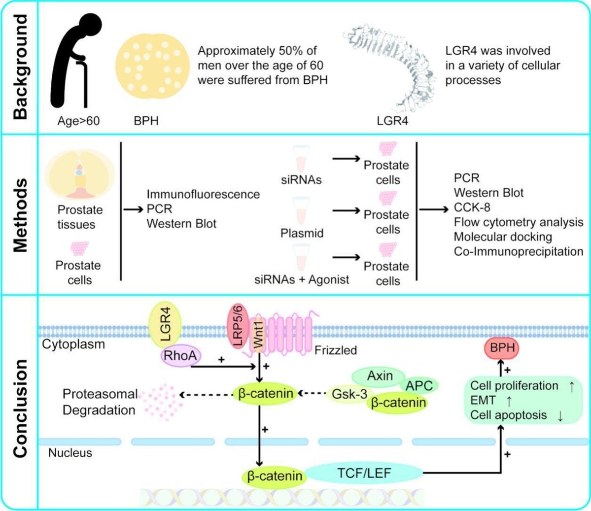 ProstateCell's tweet photo. This study demonstrated that leucine-rich repeat-containing G protein-coupled receptor 4 was overexpressed in #BenignProstaticHyperplasia and localized within the stromal and epithelial components of the prostate.

Learn more: https://t.co/Yn0zyRKbHp https://t.co/wOH15xExOH