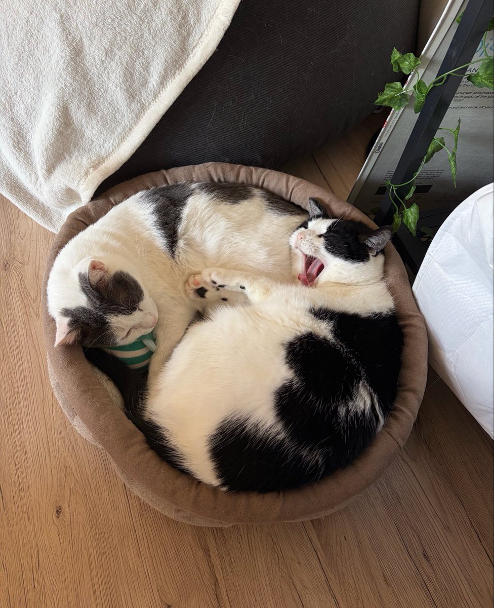 LaSnoopance's tweet photo. Journée de télétravail compliqué https://t.co/VuWY31vVUH