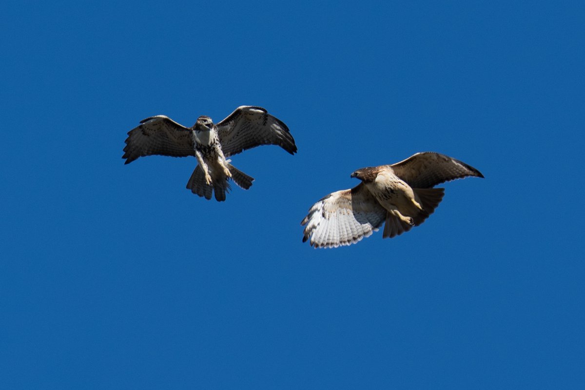 PenguinSix's tweet photo. Hawks are battling at the White House today. Not over Iran or Ukraine, I mean the actual hawks that live on the Eisenhower Executive Office Building. https://t.co/2qyl9ciimn