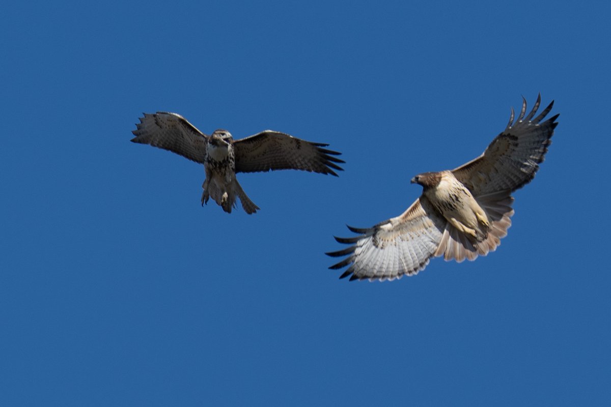 PenguinSix's tweet photo. Hawks are battling at the White House today. Not over Iran or Ukraine, I mean the actual hawks that live on the Eisenhower Executive Office Building. https://t.co/2qyl9ciimn