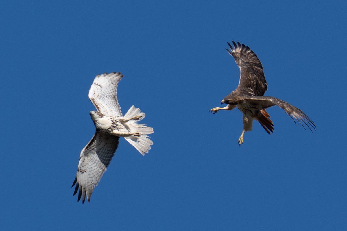 PenguinSix's tweet photo. Hawks are battling at the White House today. Not over Iran or Ukraine, I mean the actual hawks that live on the Eisenhower Executive Office Building. https://t.co/2qyl9ciimn