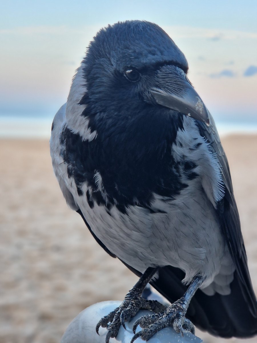 WronekTheCrow's tweet photo. 🧐 https://t.co/xkZ0pCSgXq