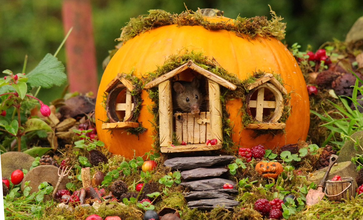 simon_dell_tog's tweet photo. The Halloween mice of Pumpkin Cottage . https://t.co/b7tTdEYIT8