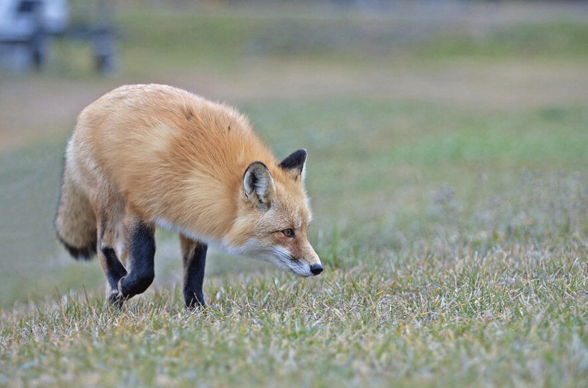 ShonnaHPhoto's tweet photo. Stealth, focus, and quiet beauty up north 🦊🌾✨
"Curious Red Fox on The Prowl" | Photographed in Britt, Ontario.
🛒 https://t.co/9qofunlIjz
#RedFox #WildlifePhotography #BrittOntario #CanadianWildlife https://t.co/SBoI3F3lNN