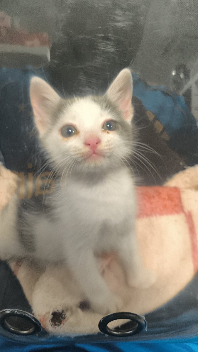 MeowCatqqaz's tweet photo. https://t.co/MUMkIhlF5G