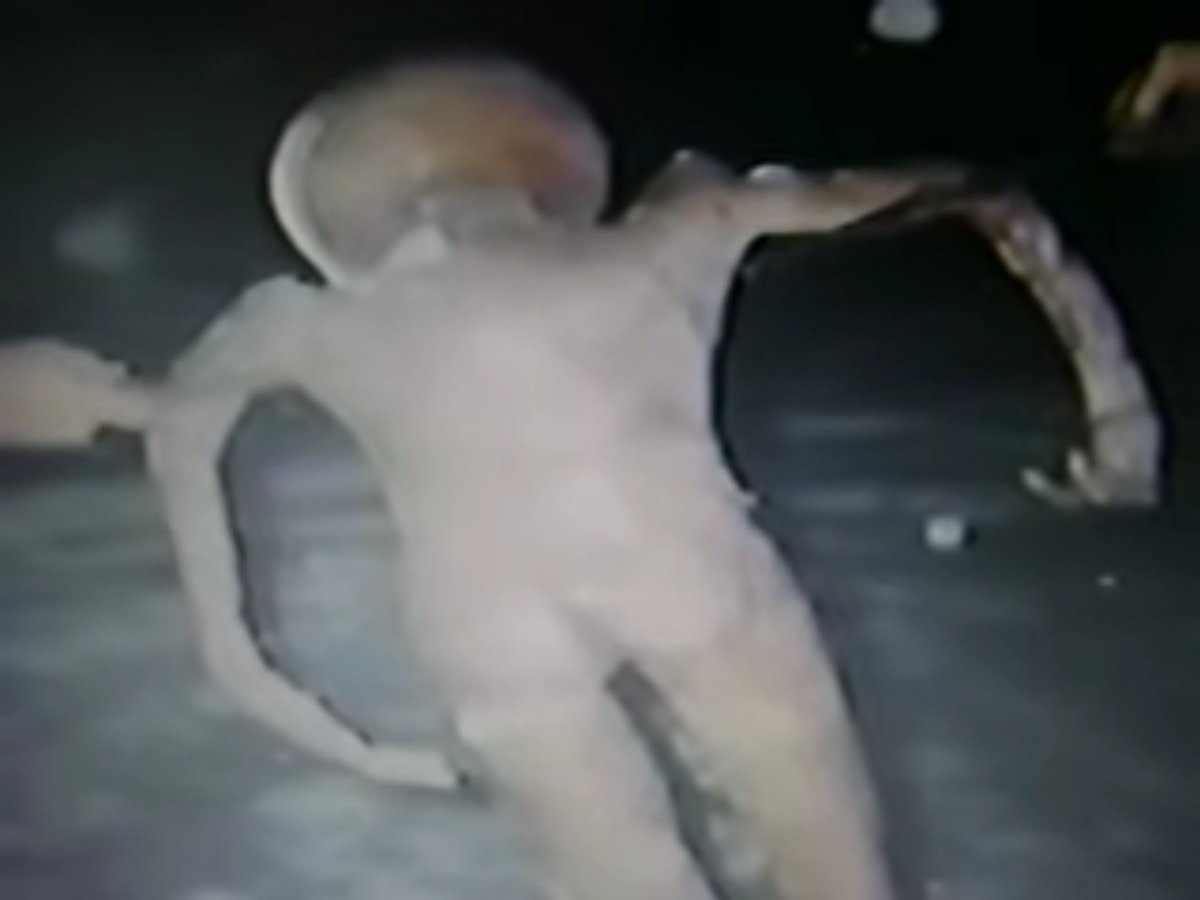 AlienArchiveX's tweet photo. In 1992, a lifeless E.B.E. was reportedly found near L’Annonciation, Quebec. Photographs were taken at the site and later preserved on VHS. The recording was uploaded to YouTube in 2008.
https://t.co/TAoYfVcuV3
#ufotwitter #aliens https://t.co/DqLDBI3WGT
