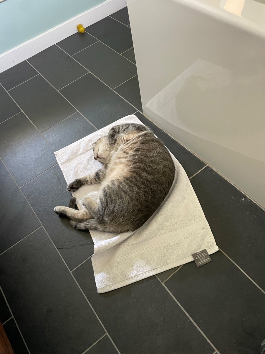 ninapaley's tweet photo. Ira Ira-ing on the bathroom floor. https://t.co/2HMyhACQMC