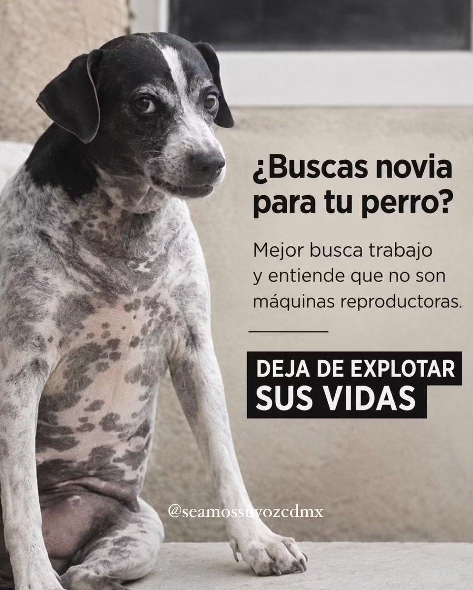 DiloConPerritos tweet picture
