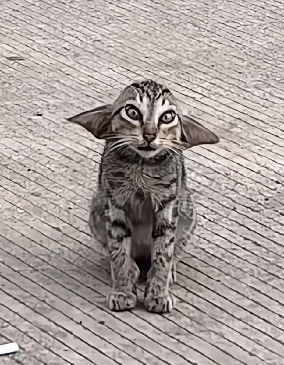 twaniimals's tweet photo. https://t.co/av14XkM0JH