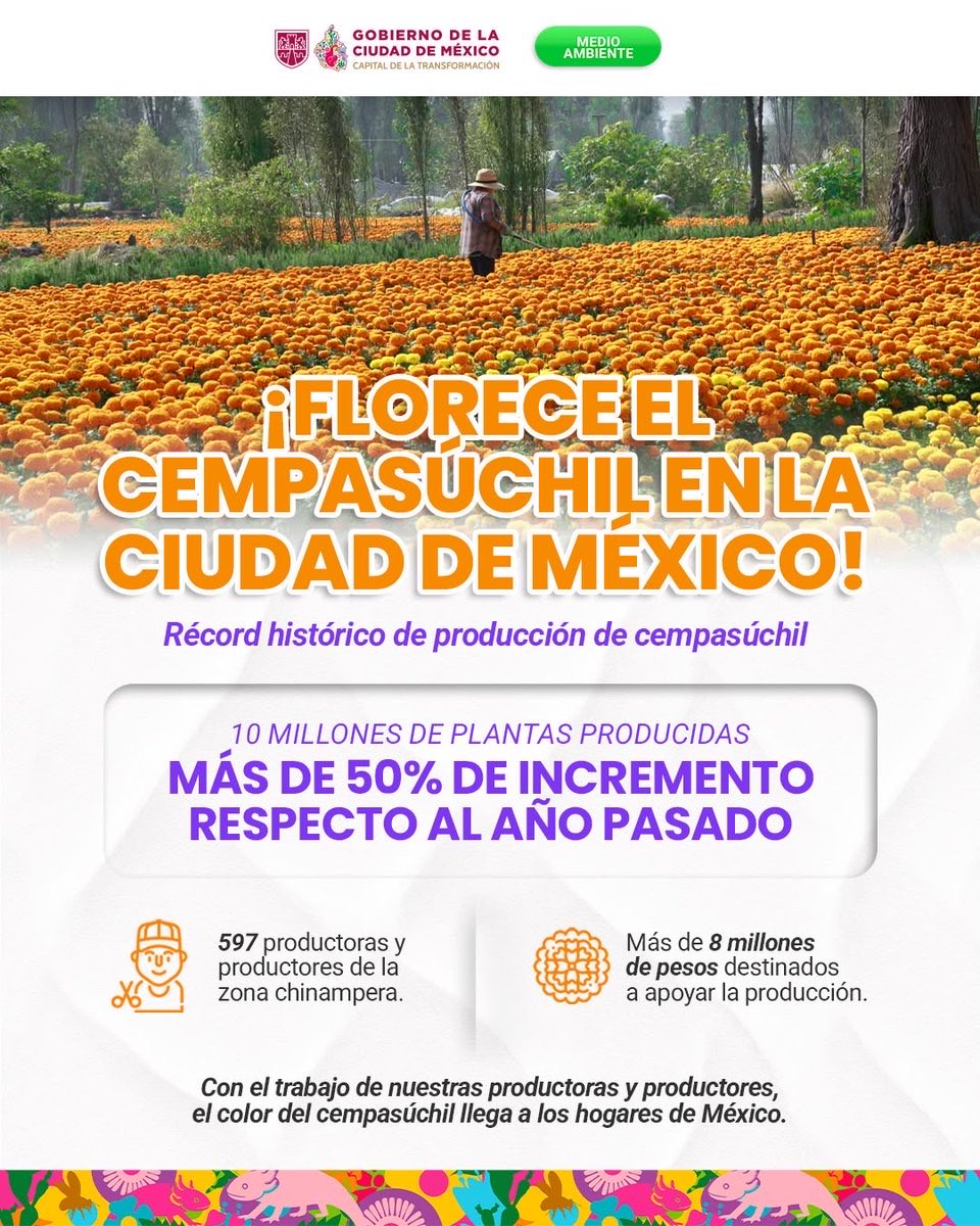 AnitaLomeli's tweet photo. 🌼💜 A través de #AltépetlBienestar, el gobierno de @ClaraBrugadaM brinda apoyos económicos directos a las productoras y productores del suelo de conservación para fortalecer sus cultivos.

Gracias al trabajo de 597 productoras y productores, este año se alcanzó una producción histórica de 10 millones de plantas de cempasúchil.

¡El campo de la #CiudadDeMéxico florece! 🌱