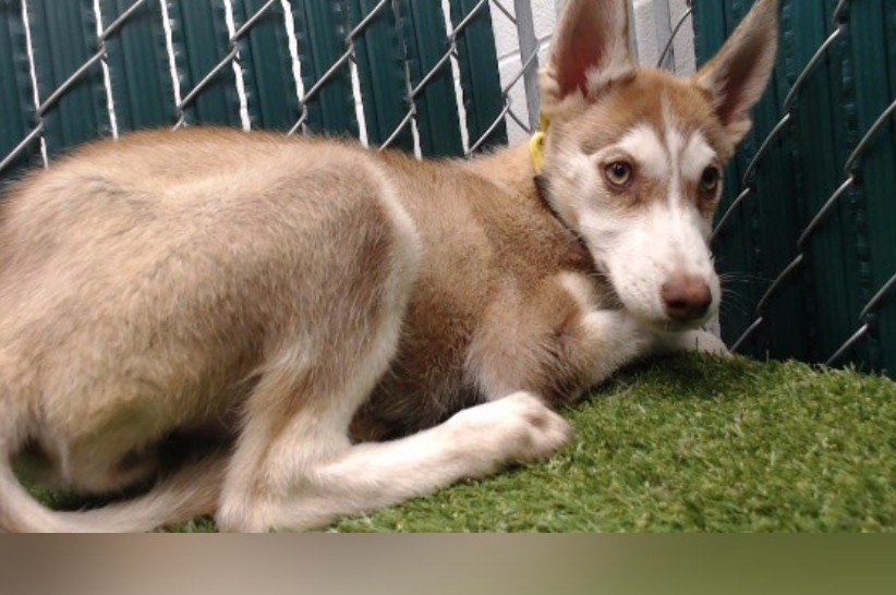 mapleveewesem's tweet photo. 🚨🐾🚨 3 month old #Husky BISCUIT is still waiting at Downey #California ACC for her forever home! All of her litter mates have been adopted. Please go check out this beautiful fur baby if you love working dogs &amp; can add to your pack 🙏 info 🔽  #A5805306 https://t.co/hxAfTtuN0h