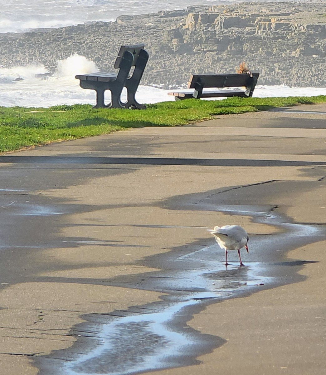 JulieG62933808's tweet photo. I will get a drink ges thinking , it was hard in those gusts.enjoy #stormaustin #weather @DerekTheWeather @BBCWthrWatchers #wales #porthcawl https://t.co/V1nYDgCSx4